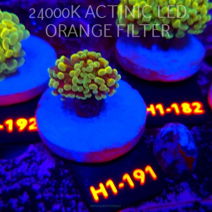 Euphyllia paraancora AUSSIE GREEN HOLOGRAM HAMMER (01.07.2026) H1-191