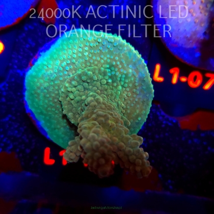 Acropora TG KERMIT THE FROG (16.03.2026) L1-107  6cm