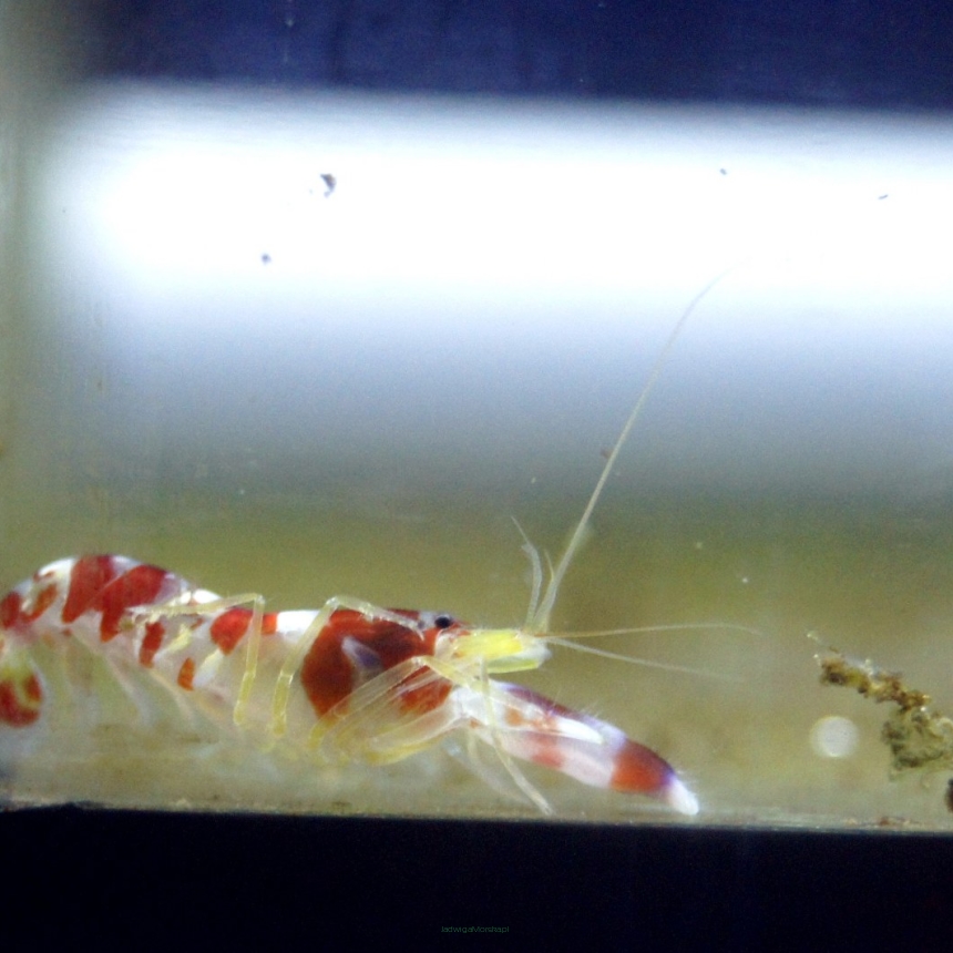 Alpheus randalli (Krewetka pistoletowa) 2 cm