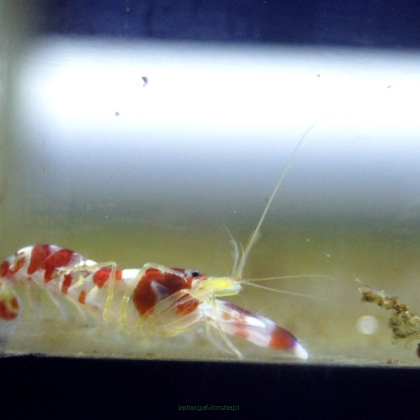 Alpheus randalli (Krewetka pistoletowa) 2 cm