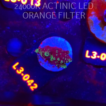 Acropora sp. AUSTRALIA (04.01.2026) L3-042  3cm