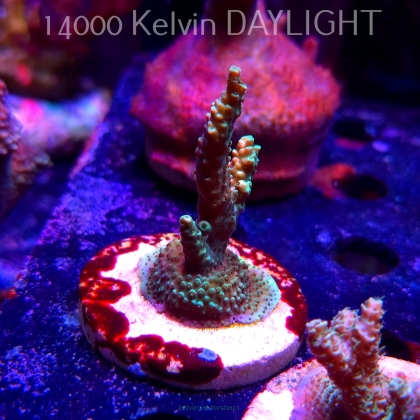 Acropora sp. AUSTRALIA (19.06.2025) L3-II-1  6cm