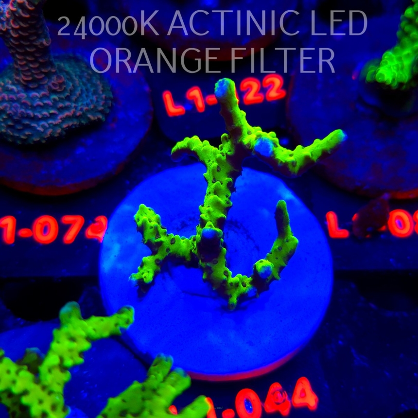 Anacropora WWC SLIMEBALL (11.10.2025) L1-044  5cm