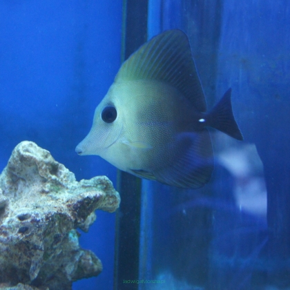 Zebrasoma scopas 9 cm