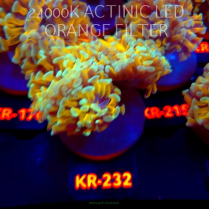 Euphyllia paraancora HOLY GRAIL HAMMER (04.04.2026) KR-232  2H