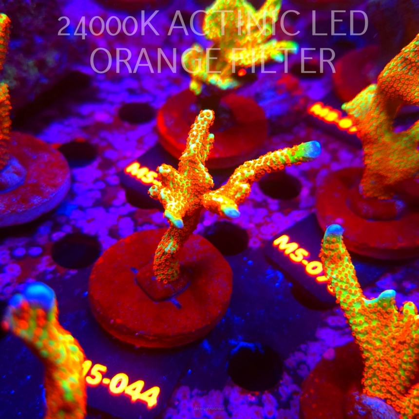 Montipora samarensis BUBBLEGUM (13.04.2026) M5-044  7cm