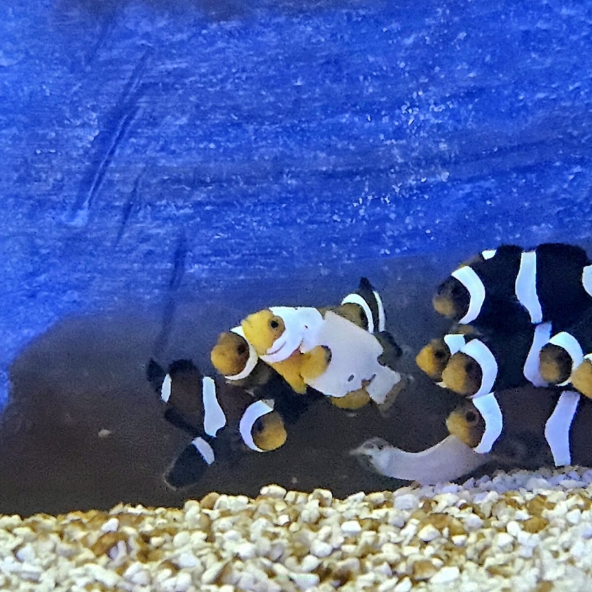 Amphiprion ocellaris SNOW STORM 3cm AQUACULTURE
