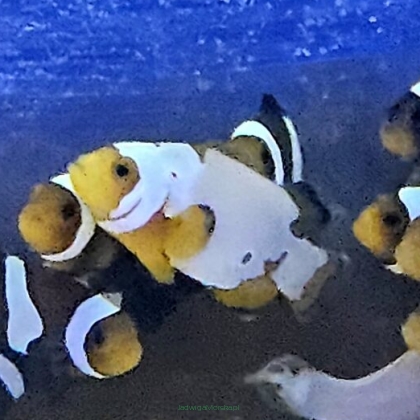 Amphiprion ocellaris SNOW STORM 3cm AQUACULTURE