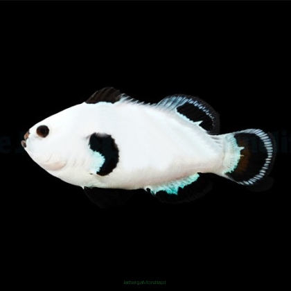 Amphiprion ocellaris SNOW STORM TANK BRED  5cm