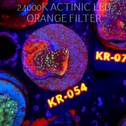 Montipora JASON FOX PHOENIX EVOLUTION (20.04.2026) KR-054  3cm