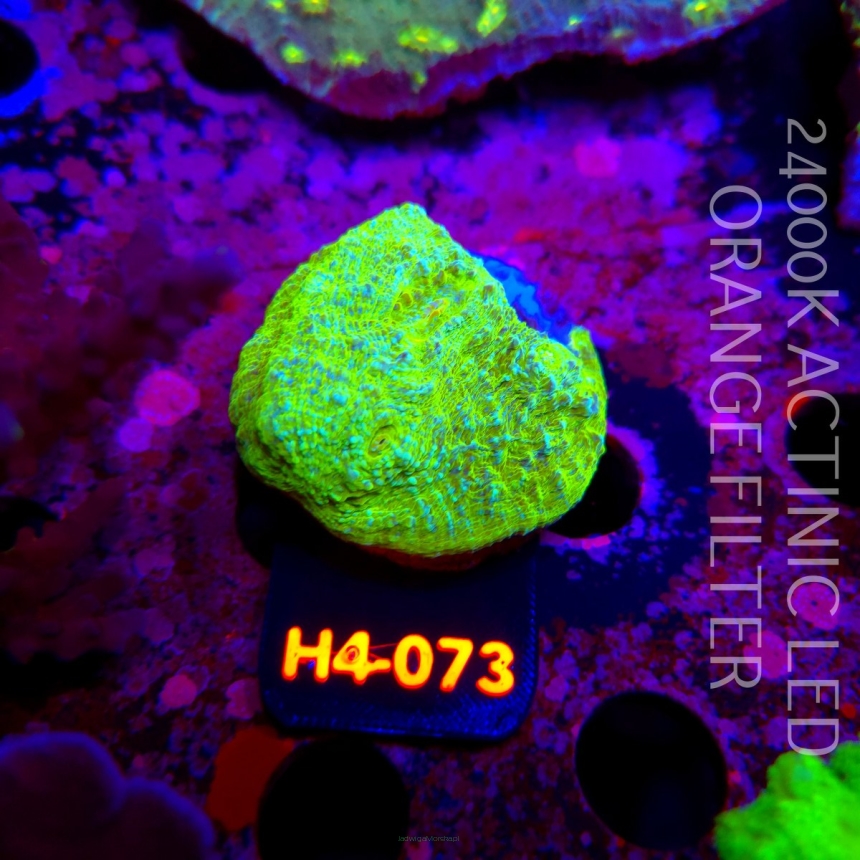 Echinophyllia UFO X Chalice (01.06.2026) H4-073  4cm