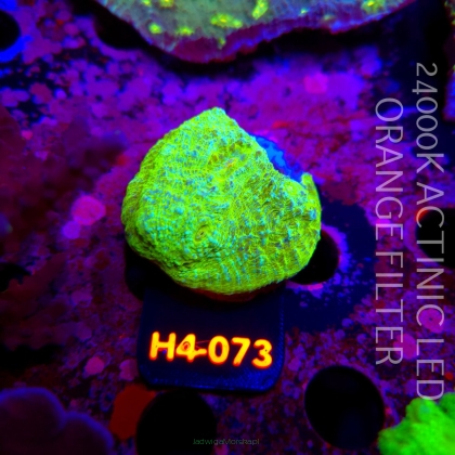 Echinophyllia UFO X Chalice (01.06.2026) H4-073  4cm