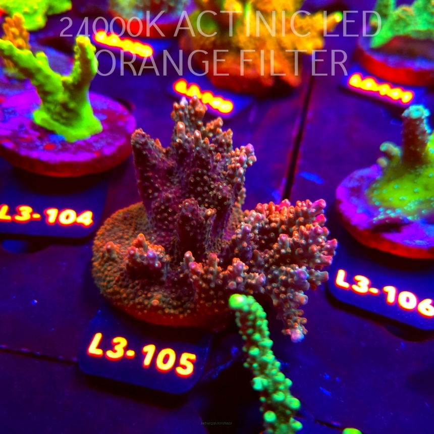 Acropora JMC RAINBOW PRINCESS Signature Frag (11.09.2026) L3-105  8cm