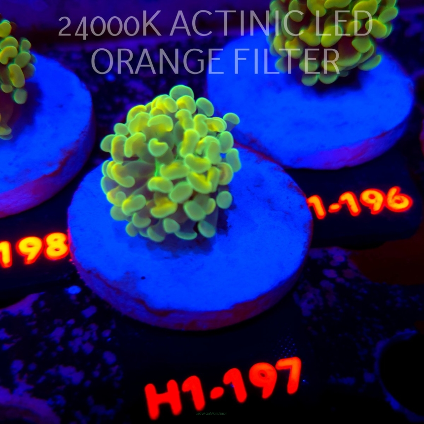 Euphyllia paraancora AUSSIE GREEN HOLOGRAM HAMMER (01.07.2026) H1-197
