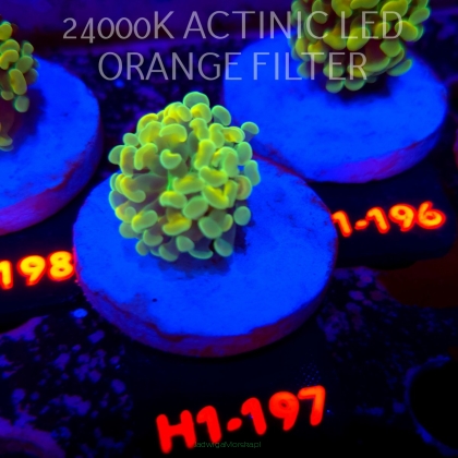 Euphyllia paraancora AUSSIE GREEN HOLOGRAM HAMMER (01.07.2026) H1-197