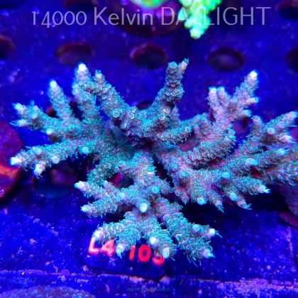 Acropora MILLEPORA (20.05.2026) L4-105  10cm