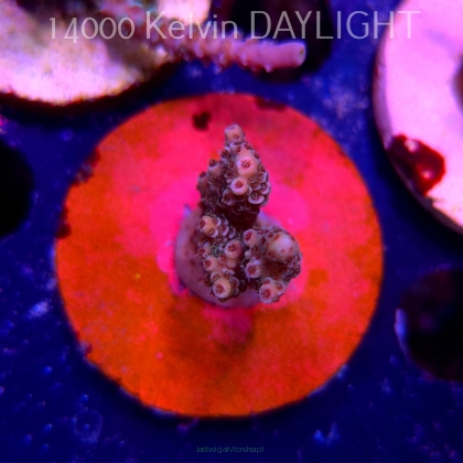 Acropora MILLEPORA RED (19.06.2025) L3-I-12  4cm