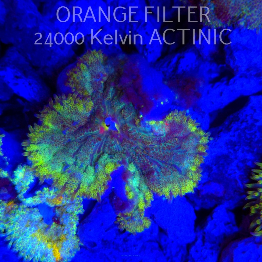 Stichodactyla TAPETUM Mini-Maxi Carpet Anemone RAINBOW (01.06.2025)  4cm