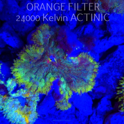 Stichodactyla TAPETUM Mini-Maxi Carpet Anemone RAINBOW (01.06.2025)  4cm