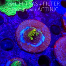 Acropora MILLEPORA SUNSET (20.02.2025) L4-II-30  3cm