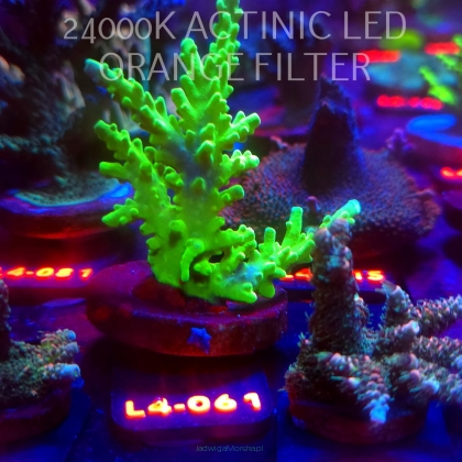 Acropora AUSTERA BANANA (06.01.2026) L4-061  8cm