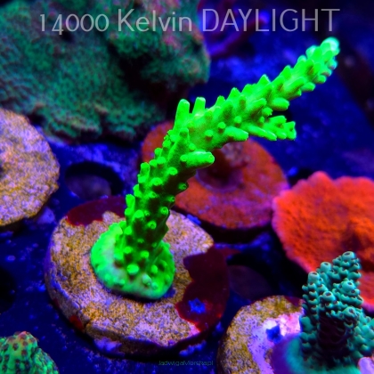 Acropora AUSTERA BANANA (21.06.2025) L4-II-30  10cm