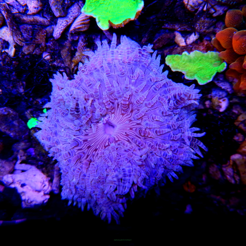 Phymanthus sp. - Sand Anemone (20.10.2023)