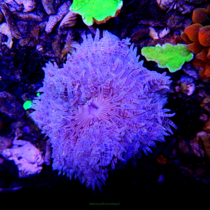 Phymanthus sp. - Sand Anemone (20.10.2023)