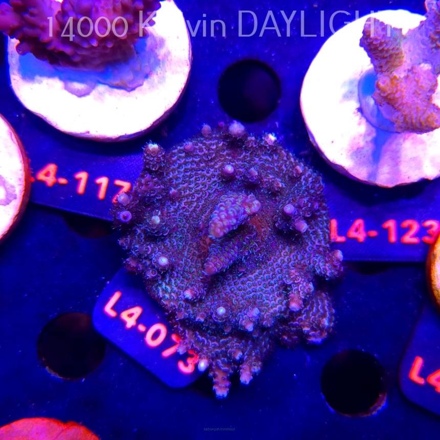 Acropora sp. PREMIUM AUSTRALIA (19.05.2026) L4-073  6cm