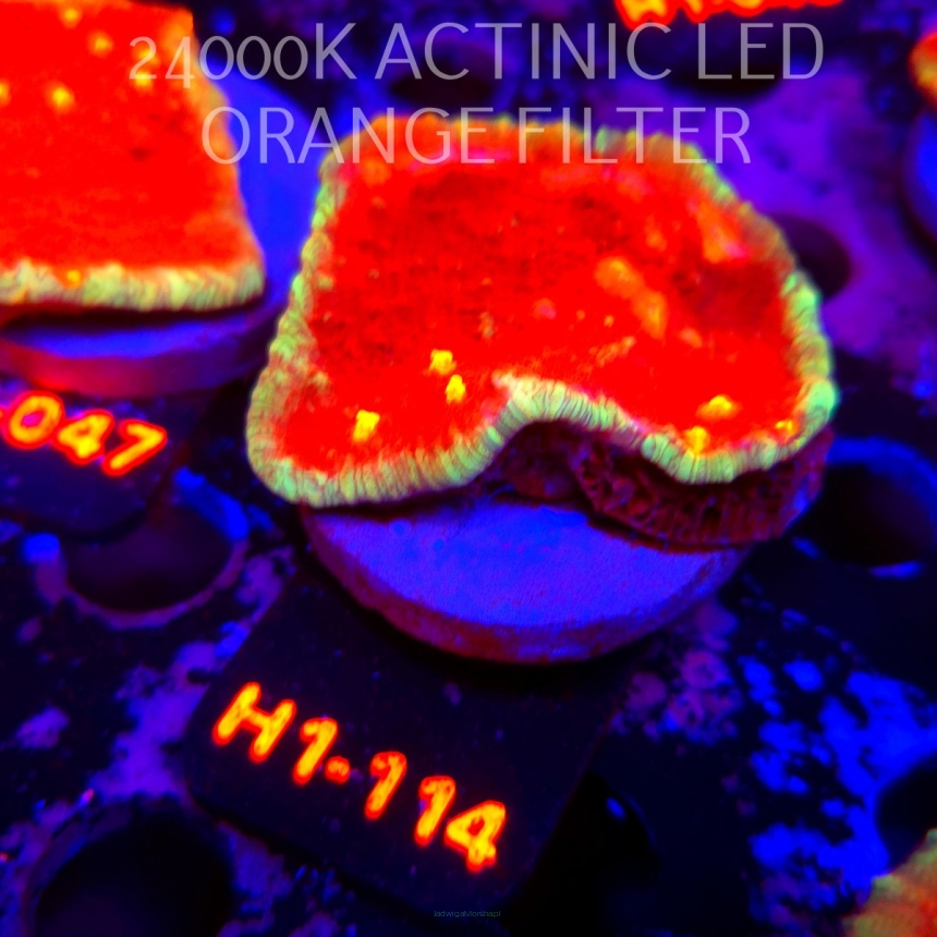 Echinophyllia KISS OF FIRE (01.08.2026) H1-114  5cm
