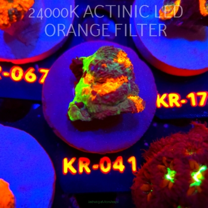 Acanthastrea ECHINATA AUSTRALIA ULTRA TRICOLOR (01.06.2026) KR-041  4cm