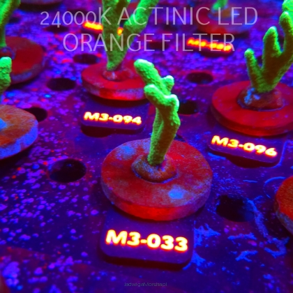 Montipora digitata POWER GREEN (12.04.2026) M3-033  5cm