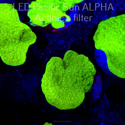 Montipora capricornis TOXIC GREEN (23.01.2025)  6cm