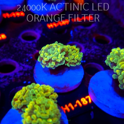 Euphyllia paraancora AUSSIE GREEN HOLOGRAM HAMMER (01.07.2026) H1-187  2H