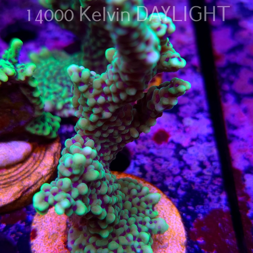 Montipora peltiformis (18.05.2025)  10cm