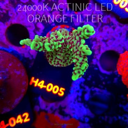 Montipora peltiformis (01.06.2026) H4-005  7cm