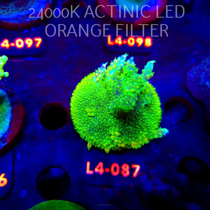 Acropora RR RAINBOW LOOM  (20.05.2026) L4-087  5cm