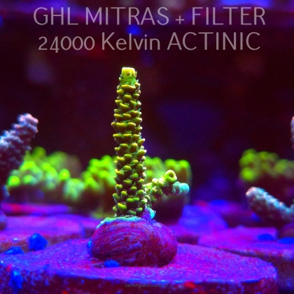  Acropora JMC YELLOW SPECIAL (20.02.2025) L4-I-26  5cm