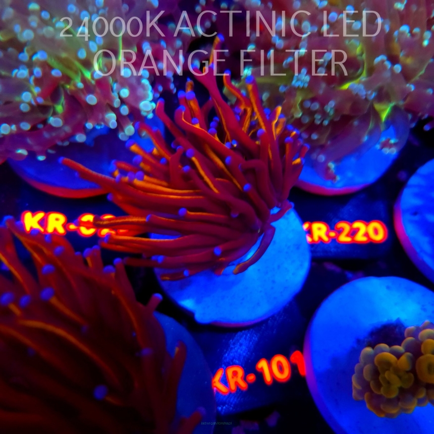 Euphyllia glabrescens Aussie GOLD 24K TORCH (04.04.2026) KR-101