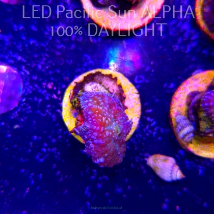 Rhodactis WWC LEMON HAZE (23.01.2025)