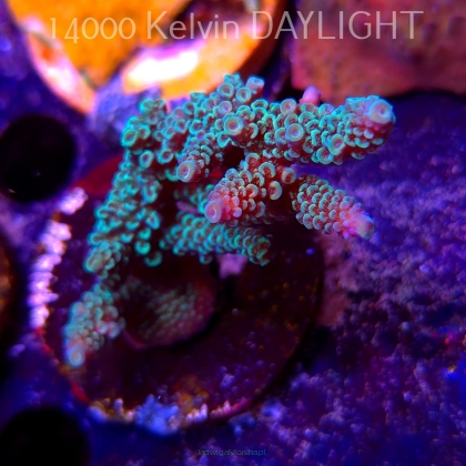 Acropora spathulata BLUE (09.05.2025) MM1-I-24  7cm