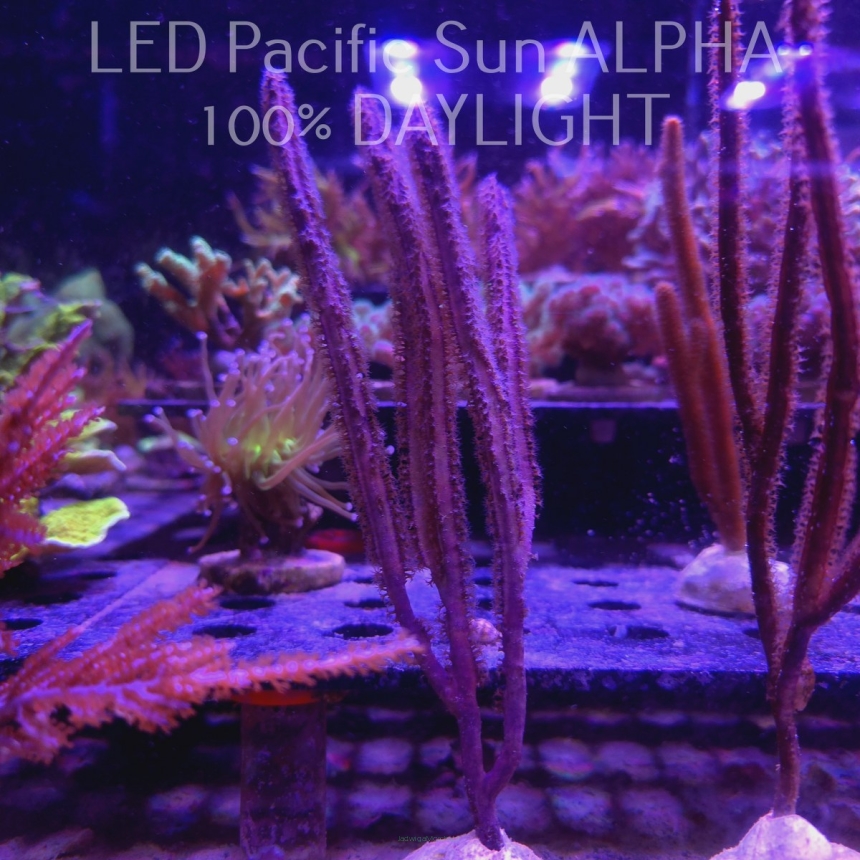 Pterogorgia guadalupensis Purple Sea Whip (14.02.2024)