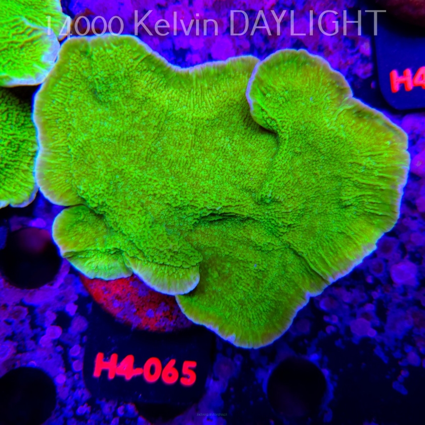 Montipora capricornis TOXIC GREEN (01.06.2026) H4-065  12cm