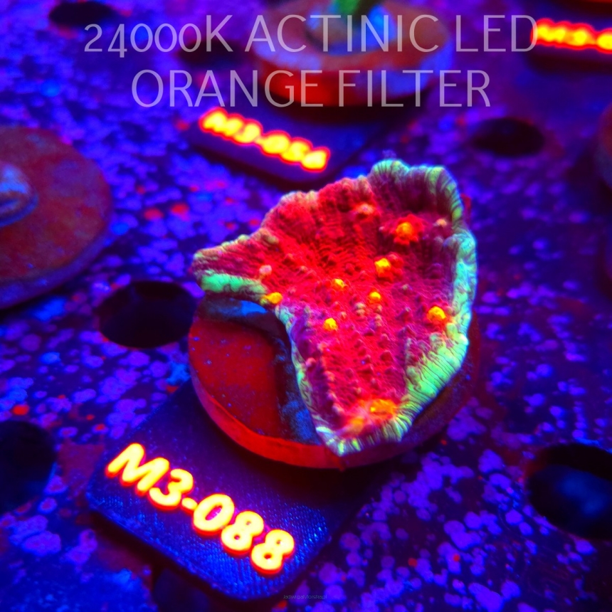 Echinophyllia Orange Eye Red Chalice (12.04.2026) M3-088  5cm
