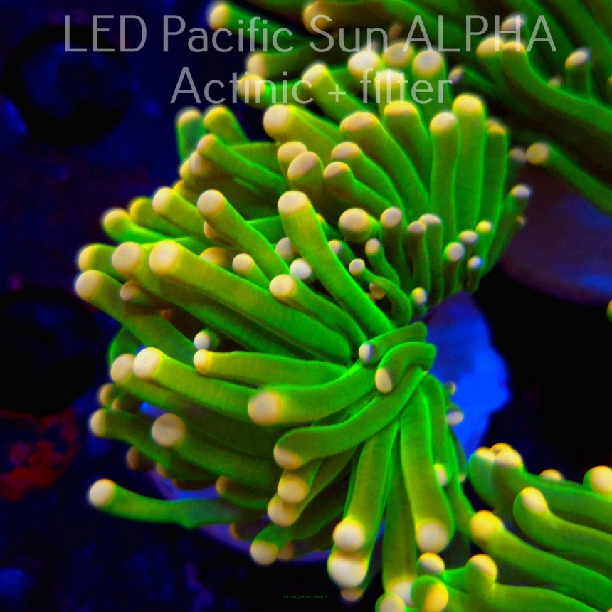 Euphyllia glabrescens ULTRA GREEN Yellow Tip Torch (04.08.2024)