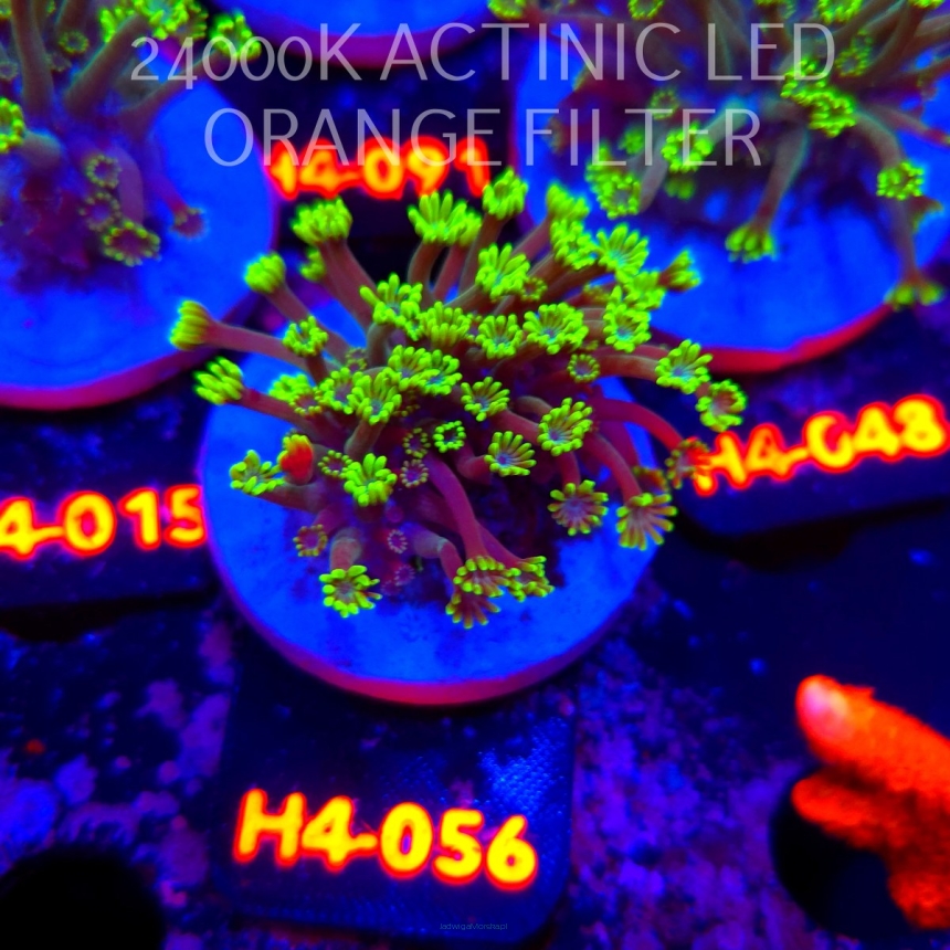 Alveopora spongiosa BRIGHT GREEN (02.06.2026) H4-056  4cm