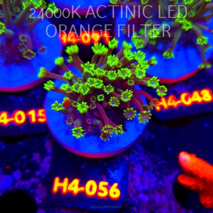 Alveopora spongiosa BRIGHT GREEN (02.06.2026) H4-056  4cm