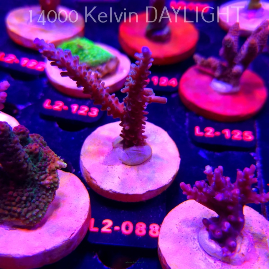 Acropora verweyi (14.08.2026) L2-088  8cm