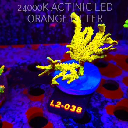 Anacropora WWC SLIMEBALL (17.03.2026) L2-038  9cm