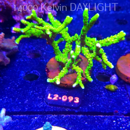 Anacropora WWC SLIMEBALL (16.11.2025) L2-093  12cm